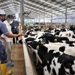 Tanggulangi Dampak PMK, KemenkopUKM Pertemukan Koperasi Peternak Susu dan Industri Pengolah Susu