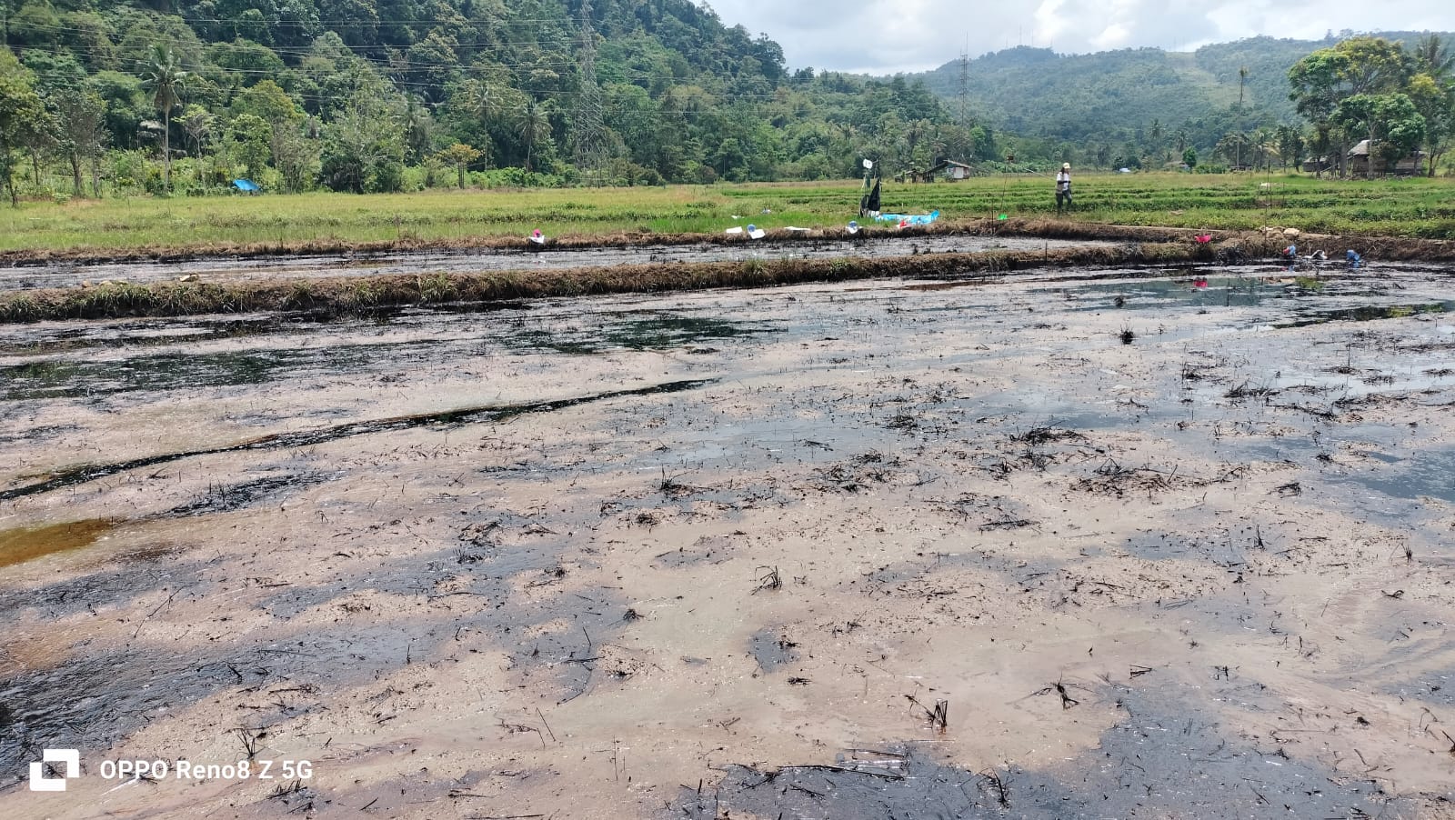 Towuti Bangkit, Bupati Lutim Apresiasi Kolaborasi Masyarakat dan PT Vale Pulihkan Lingkungan